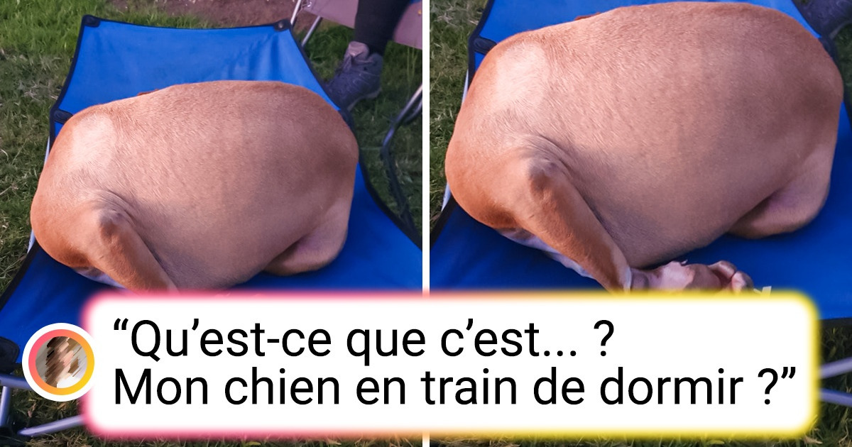 23 Photos qui montrent à quel point certains animaux de compagnie se comportent de façon mystérieuse