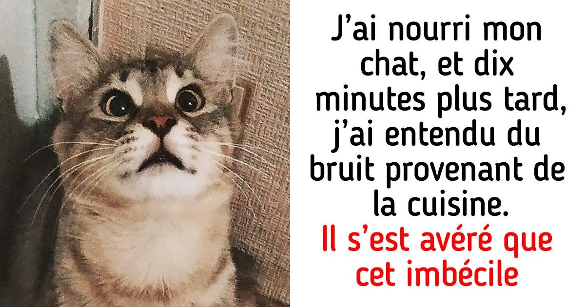17 Animaux de compagnie qui savent dissiper l’ennui de leur maître