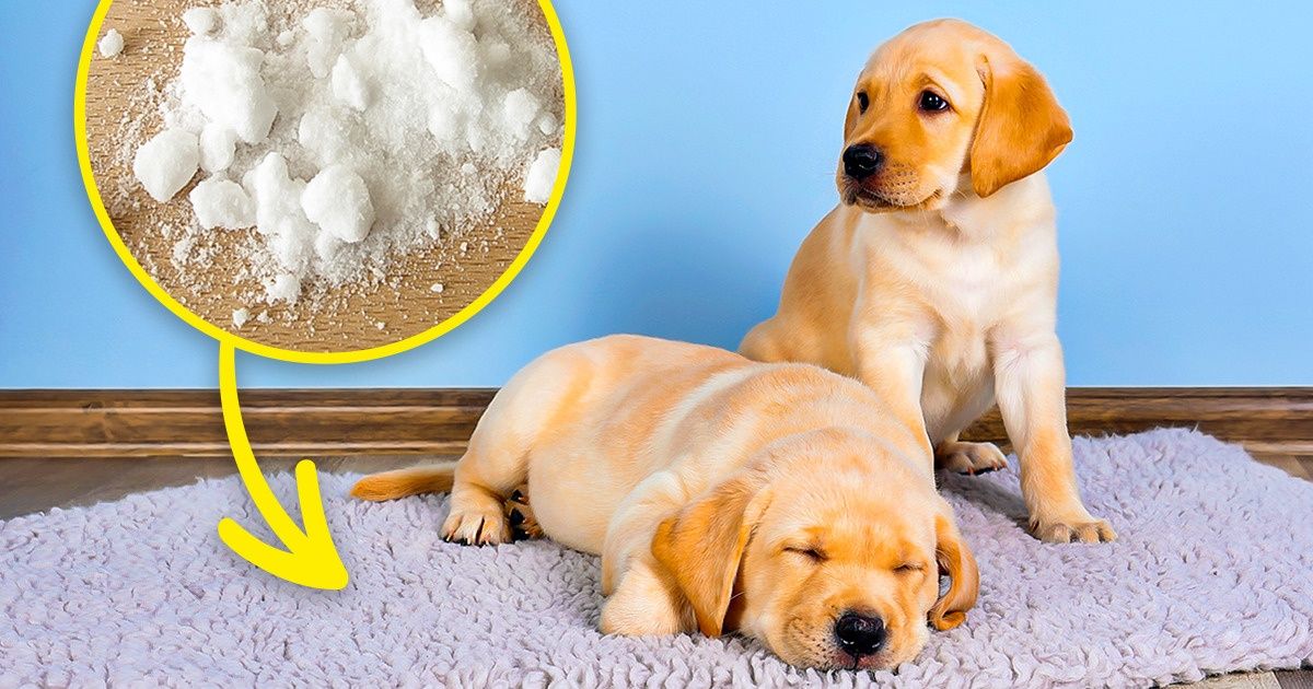 11 Astuces pour éliminer les mauvaises odeurs produites par ton animal de compagnie 11 Astuces pour éliminer les mauvaises odeurs produites par ton animal de compagnie