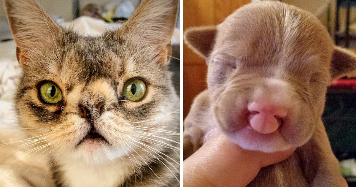 12 Animaux si uniques qu’ils ont conquis nos cœurs avec leurs parfaites imperfections