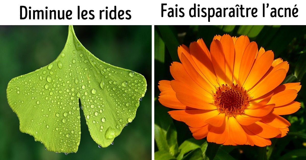 8 Fleurs pour transformer ton bain en vrai soin de beauté 8 Fleurs pour transformer ton bain en vrai soin de beauté
