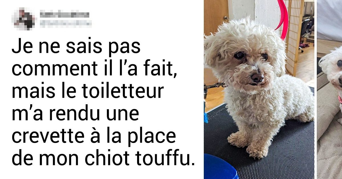 20+ Animaux qui, après avoir visité le toiletteur, sont devenus méconnaissables, même pour leurs propres propriétaires