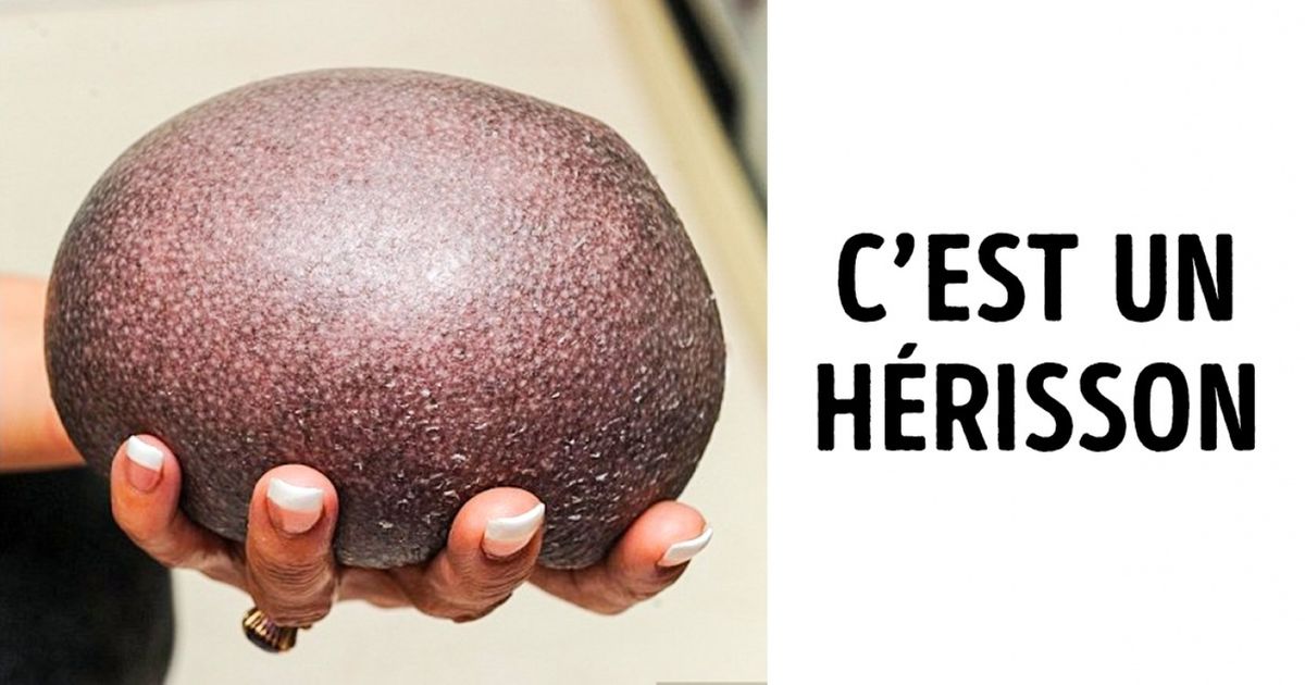 Découvre 15 choses qui vont te laisser vraiment perplexe