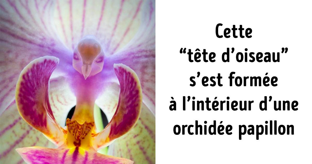 20 Situations où la nature fut tellement surprenante que les internautes n’ont pas su quoi faire à part prendre une photo