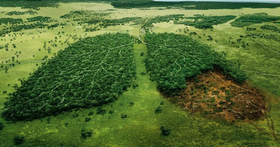 La Norvège est le premier pays à bannir la déforestation !