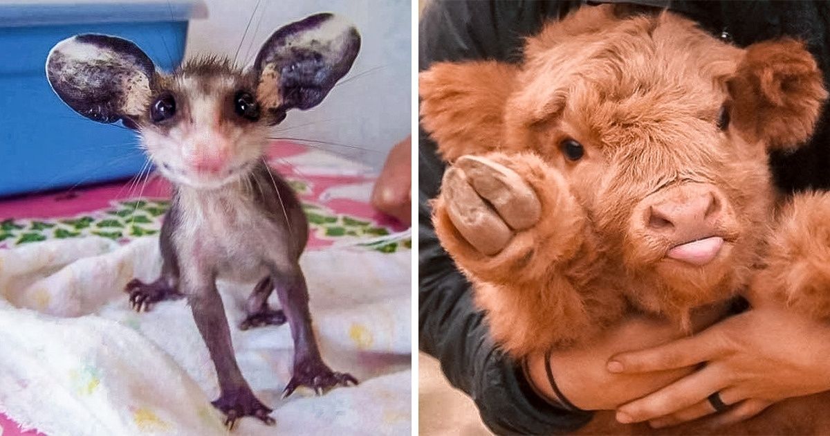 25 Bébés animaux qui feront sourire même les plus grincheux