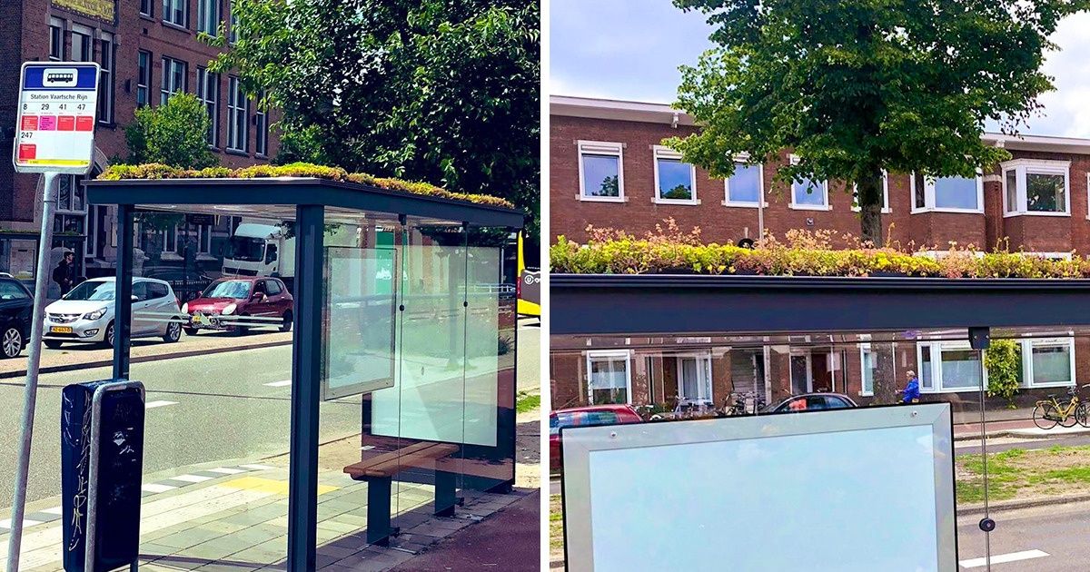 Aux Pays-Bas, des fleurs ont été plantées sur 320 arrêts de bus pour aider à sauver les abeilles Aux Pays-Bas, des fleurs ont été plantées sur 320 arrêts de bus pour aider à sauver les abeilles