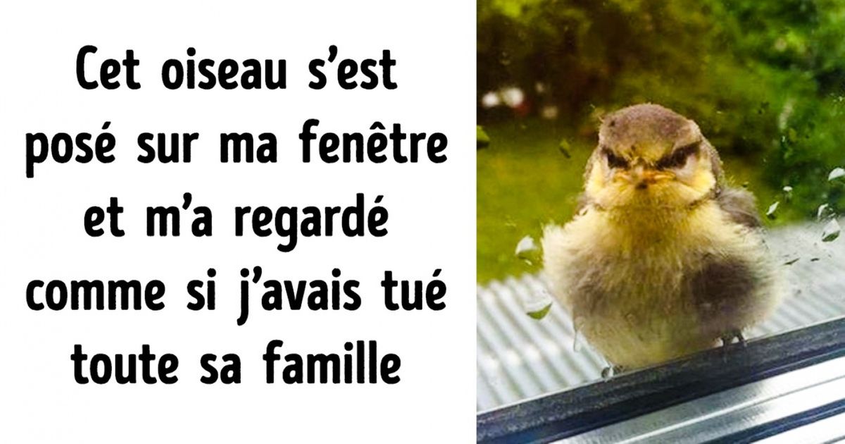 Les internautes ont partagé des photos d’oiseaux qui viennent quotidiennement leur rendre visite