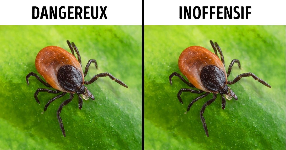 Quel est le danger d’une attaque de tique ? Ces conseils pourront un jour te sauver la vie