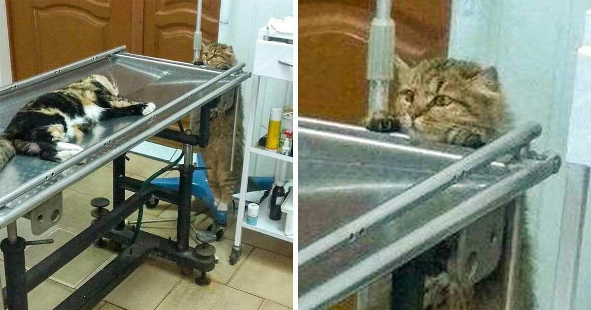 19 Animaux qui imitent parfaitement les êtres humains 19 Animaux qui imitent parfaitement les êtres humains