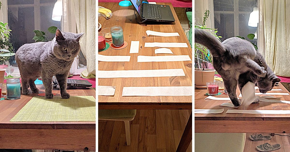 14 Astuces pour faciliter la vie des propriétaires de chats
