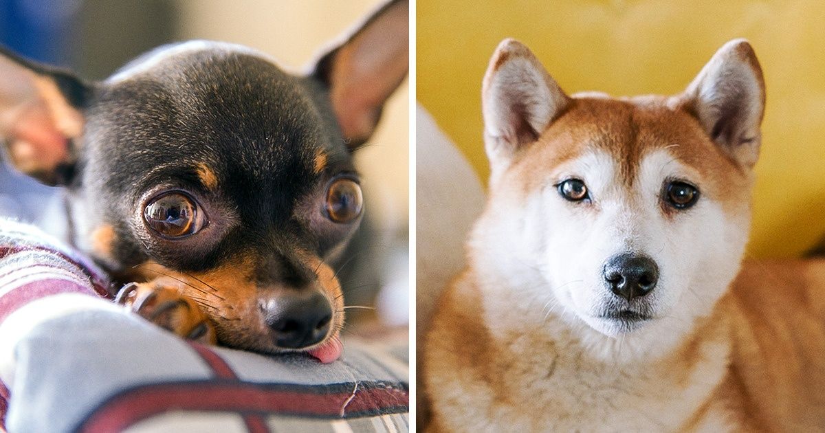 15+ Races de chiens qui s’adaptent bien à la vie dans un appartement