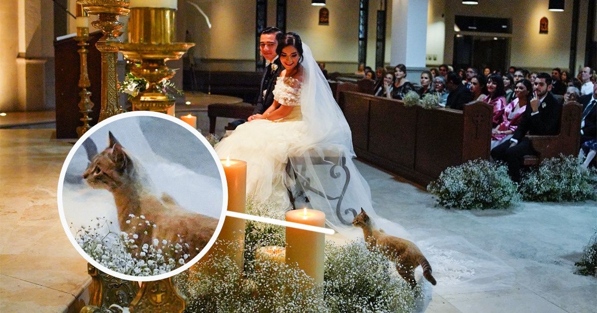 Une chatte est apparue à un mariage et n’a plus voulu quitter la robe de la mariée