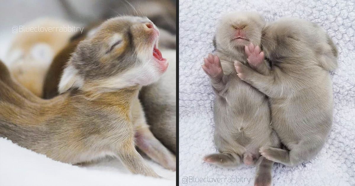 20+ Adorables petits lapins qui vont te donner envie de préparer Pâques tout de suite