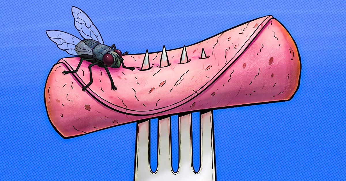 Que se passe-t-il réellement lorsqu’une mouche se pose sur ta nourriture ? Que se passe-t-il réellement lorsqu’une mouche se pose sur ta nourriture ?