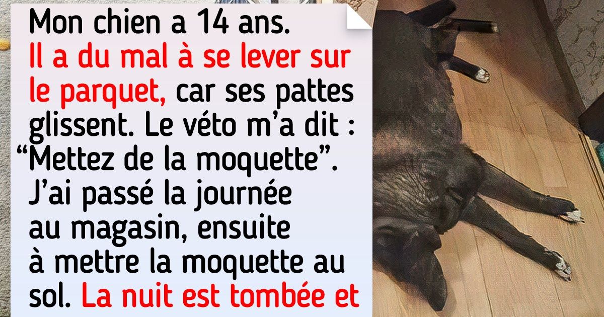 20 Bandits à quatre pattes qui sont tellement mignons que leurs maîtres les laissent faire n’importe quoi