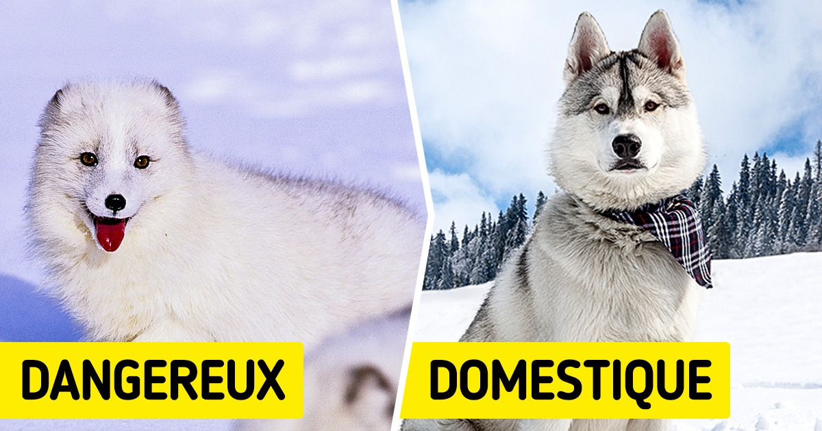 12 Animaux très mignons qui paraissent inoffensifs, mais qui ne le sont pas tant que ça