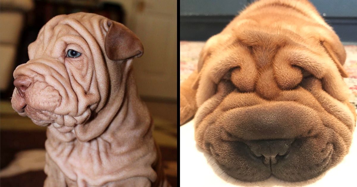 15 Chiens Shar-peï qui confirment que leurs rides duveteuses sont vraiment captivantes