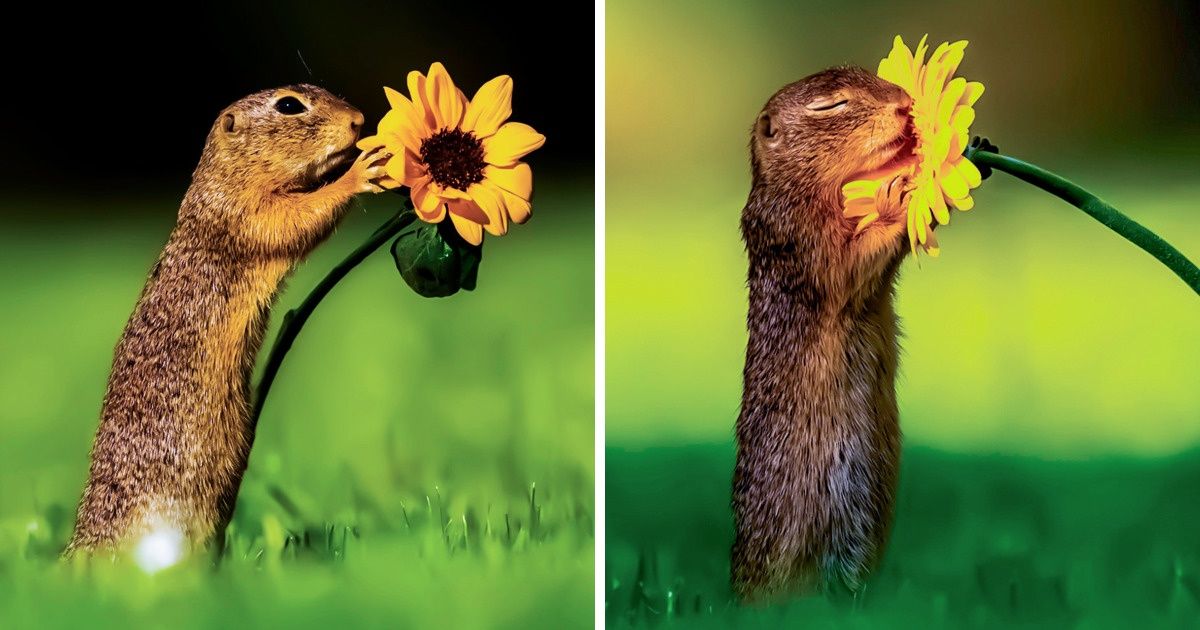 18 Photos d’animaux incroyables qui vont te faire voir la vie sous un angle différent