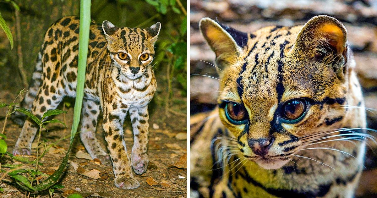 12 Êtres magnifiques dont tu ignorais l’existence !