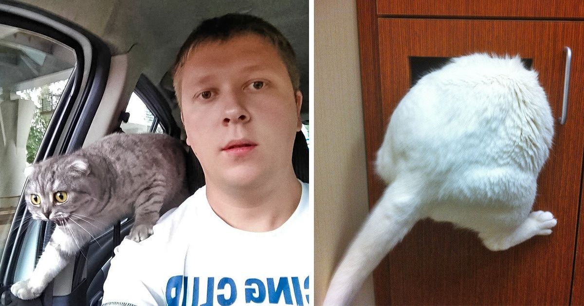 26 Animaux qui refusent d’aller chez le vétérinaire 26 Animaux qui refusent d’aller chez le vétérinaire