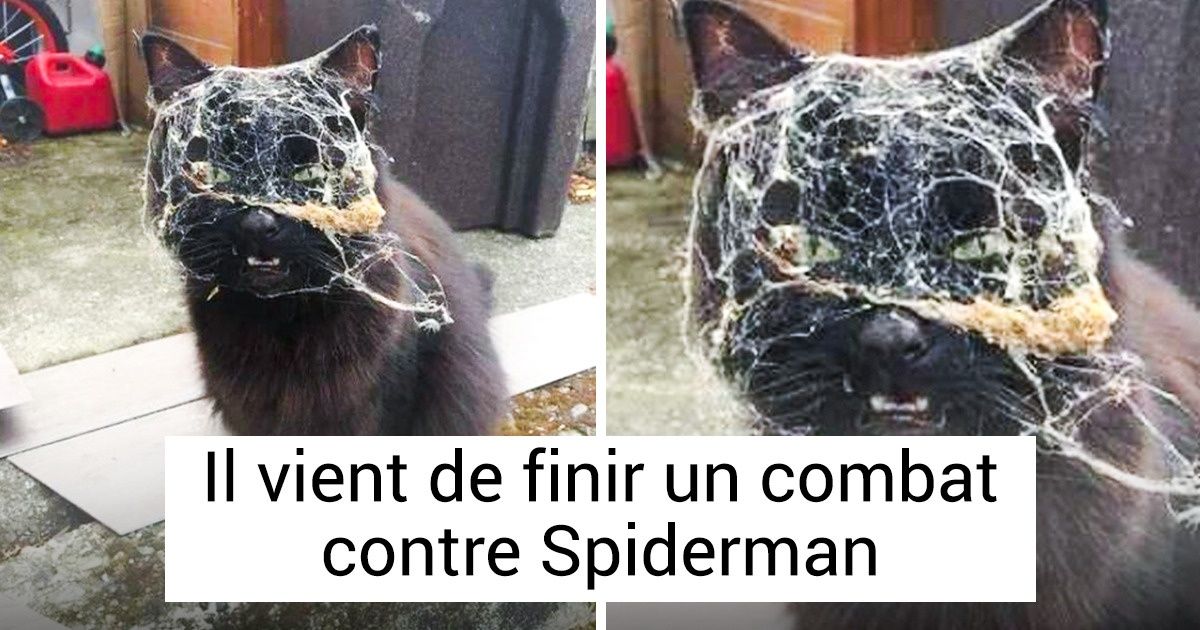 16 Animaux qui ont connu des aventures plus intenses que celles d’Indiana Jones