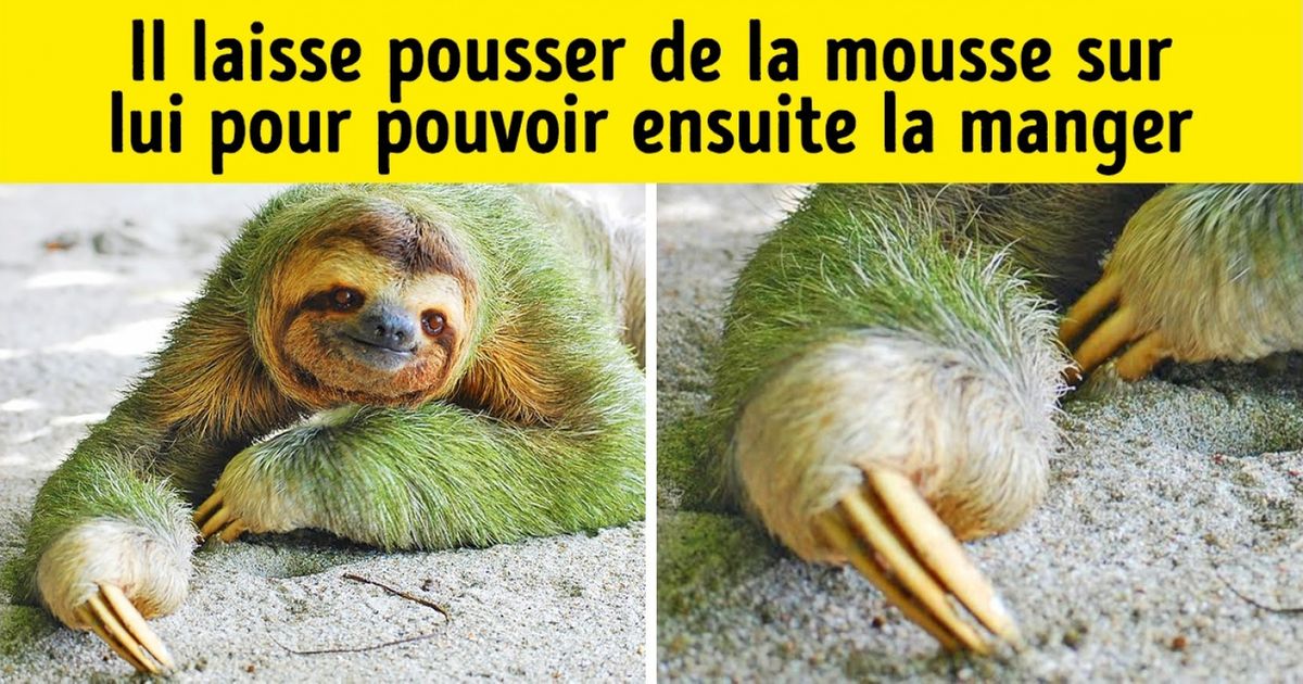 Ces 15 animaux ont certaines capacités innées dont les humains ne peuvent que rêver