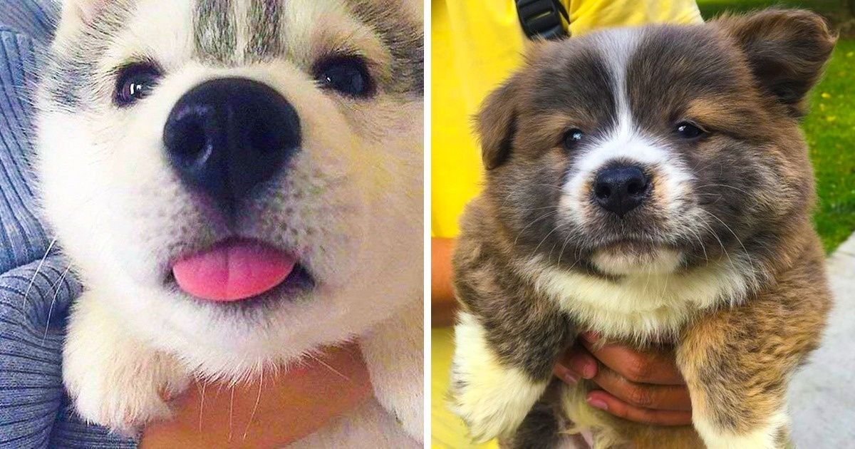 Découvre ces animaux qui sont beaucoup trop mignons