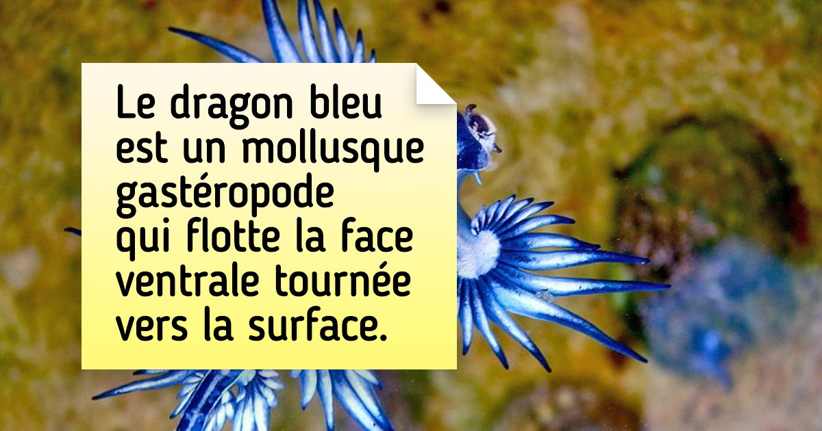 20+ Créatures étranges sorties tout droit d’un film de science-fiction 20+ Créatures étranges sorties tout droit d’un film de science-fiction