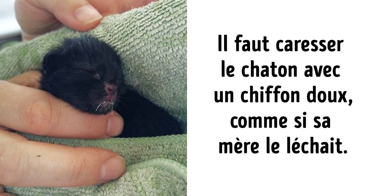 Comment Bien Prendre Soin D Un Chaton Nouveau Ne Si Sa Mere L A Rejete Ou Si Vous L Avez Trouve Dans La Rue Sympa