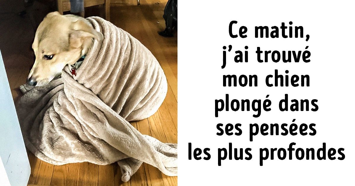 20+ Chiens pris en photo au moment le plus inattendu 20+ Chiens pris en photo au moment le plus inattendu