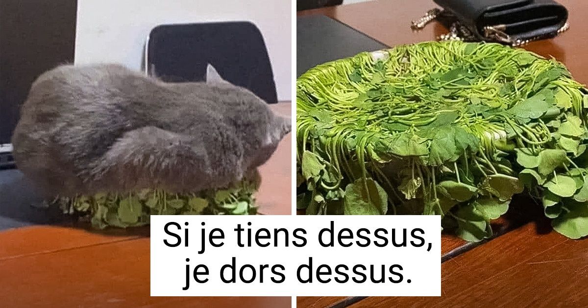 20 Photos qui prouvent que les animaux ont leur propre logique 20 Photos qui prouvent que les animaux ont leur propre logique