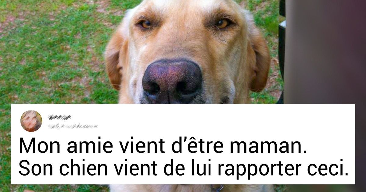 20 Toutous très généreux qui tenaient absolument à faire un cadeau à leur humain préféré