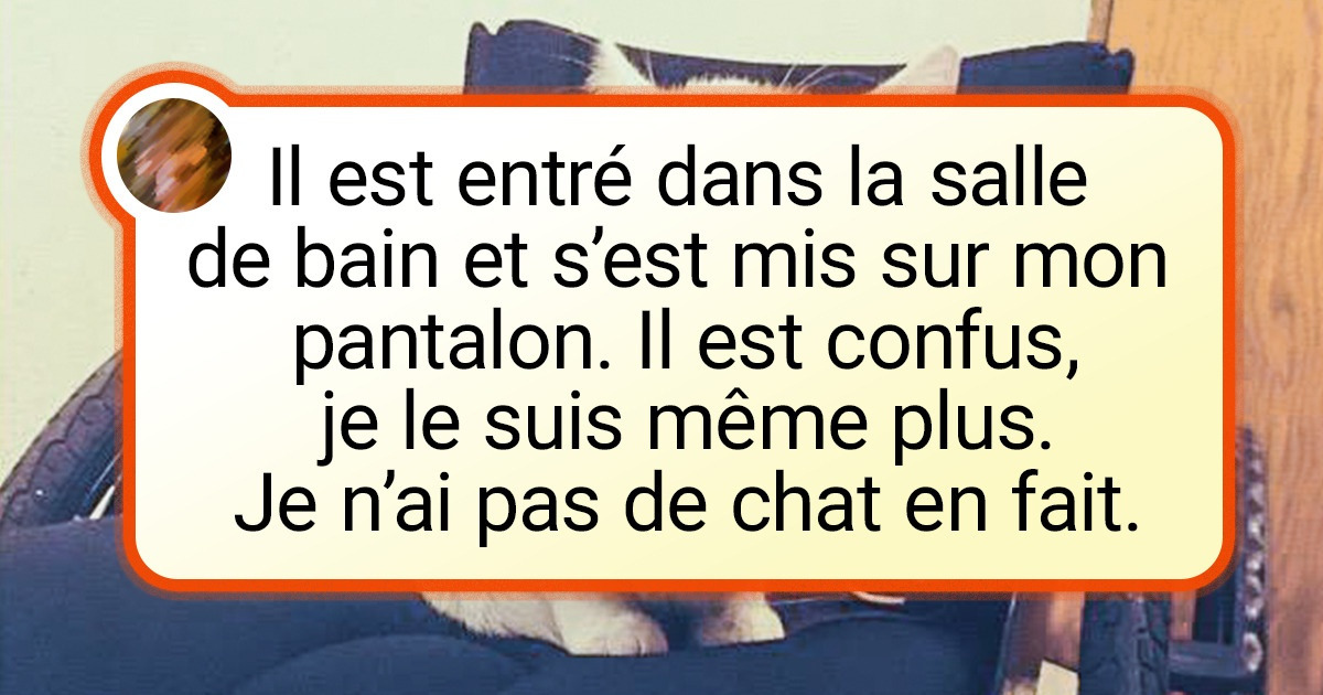 16 Boules de poils qui ont squatté une habitation et ne prévoient pas de partir