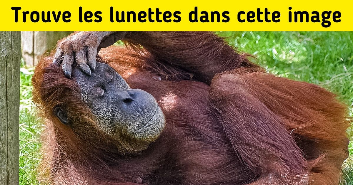 Test : Mets à l’épreuve ton acuité visuelle en trouvant les objets cachés dans chaque image (nouvelle sélection)