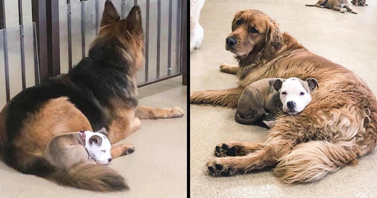 Cette petite chienne recherche des amis à la fourrure douce et moelleuse pour faire la sieste contre eux Cette petite chienne recherche des amis à la fourrure douce et moelleuse pour faire la sieste contre eux