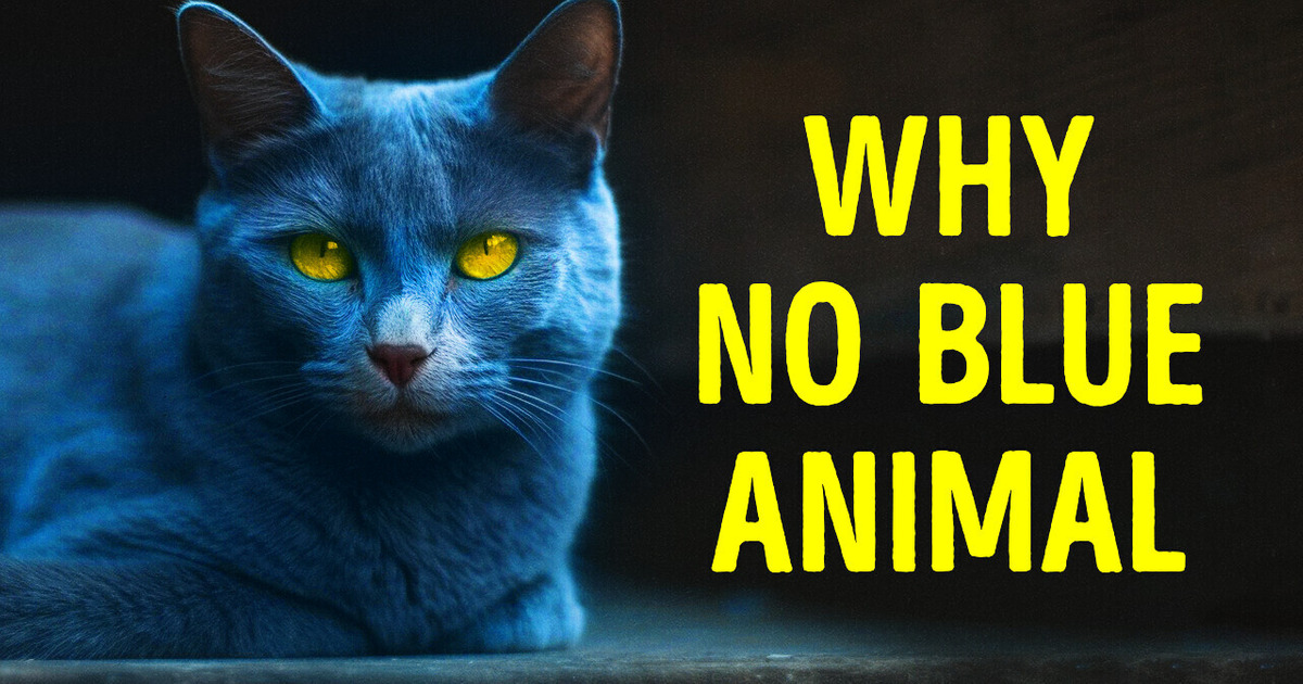 Pourquoi Les Animaux Bleus Sont-Ils Si Rares Pourquoi Les Animaux Bleus Sont-Ils Si Rares