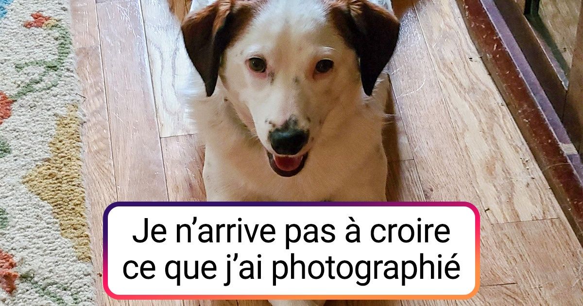 20+ Personnes ont partagé leurs photos les plus incroyables
