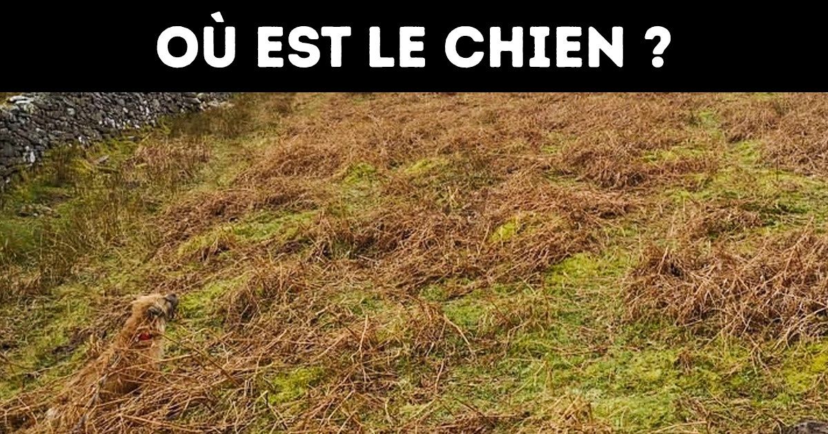 Cherche les chiens dans ces images, et découvre si tu as un œil de lynx