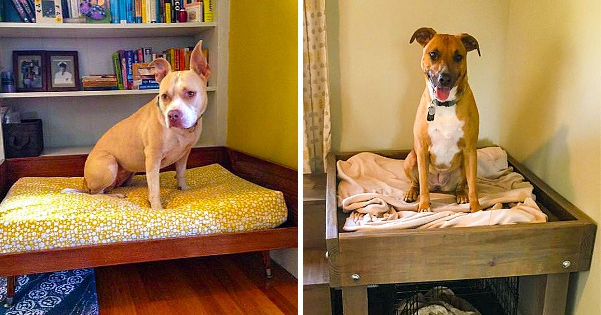 23 Objets pour animaux que tu peux créer avec ce que tu as à portée de main