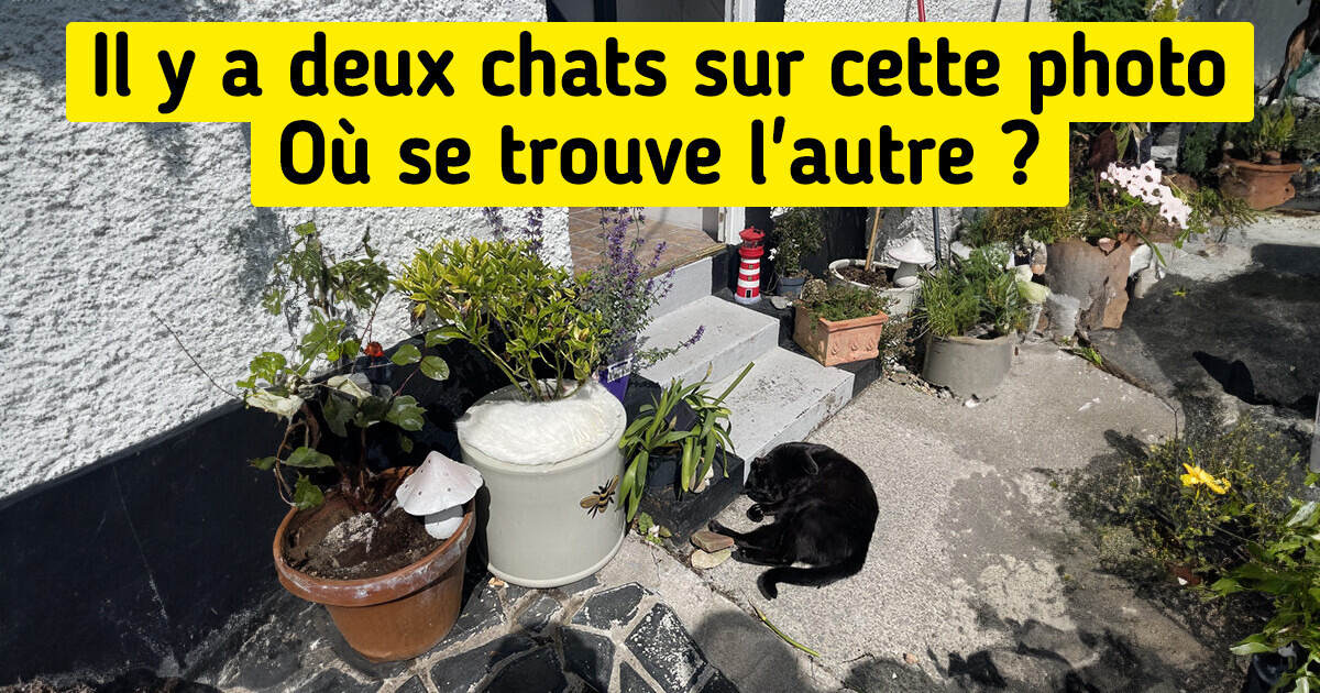 15 Photos prises au hasard où le camouflage te jouera des tours 15 Photos prises au hasard où le camouflage te jouera des tours