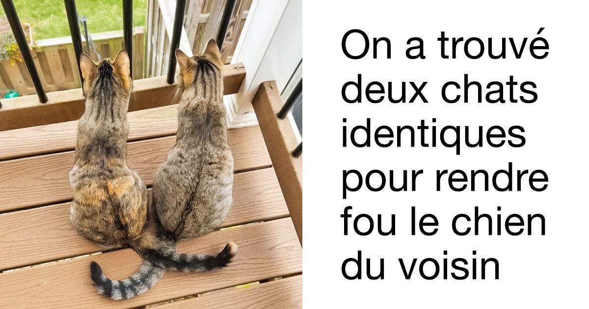 19 Voisins qui ont décidé d’être uniques en permanence