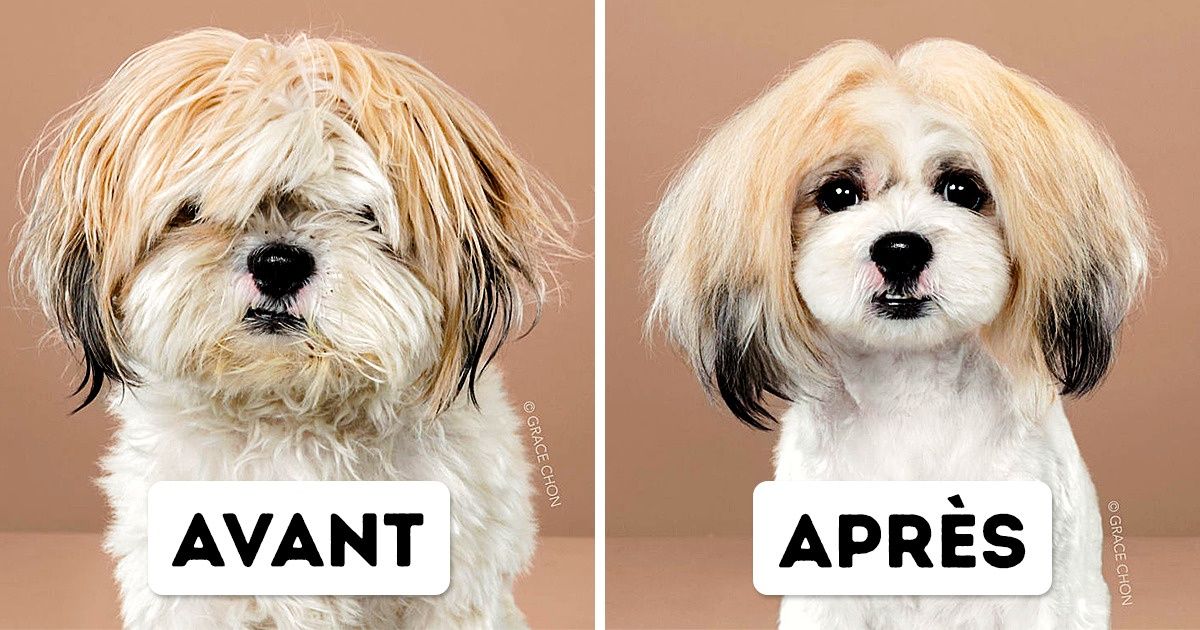 9 chiens qui sont passés chez le coiffeur et qui en sont ressortis totalement méconnaissables !