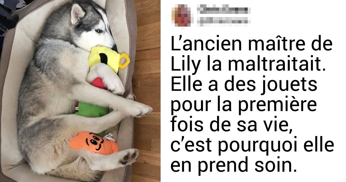 20+ Animaux qui ne s’attendaient pas à avoir une belle vie, et pourtant...