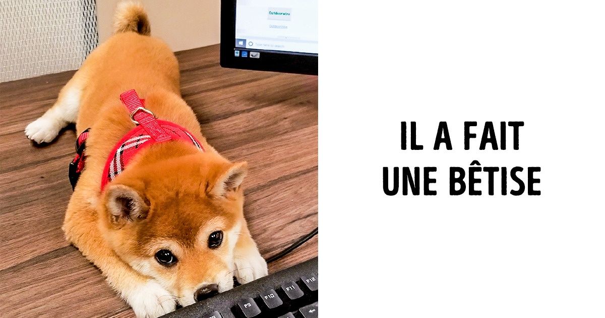 19 Photos sur l’amour entre les animaux et les humains 19 Photos sur l’amour entre les animaux et les humains