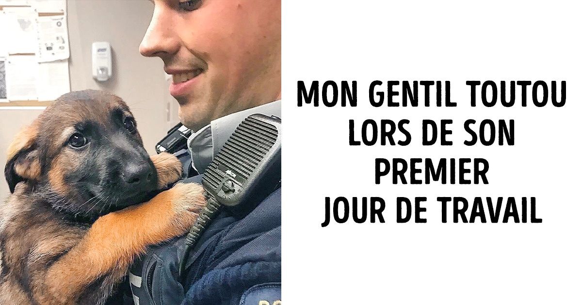 24 Bons toutous qui savent très bien faire leur travail