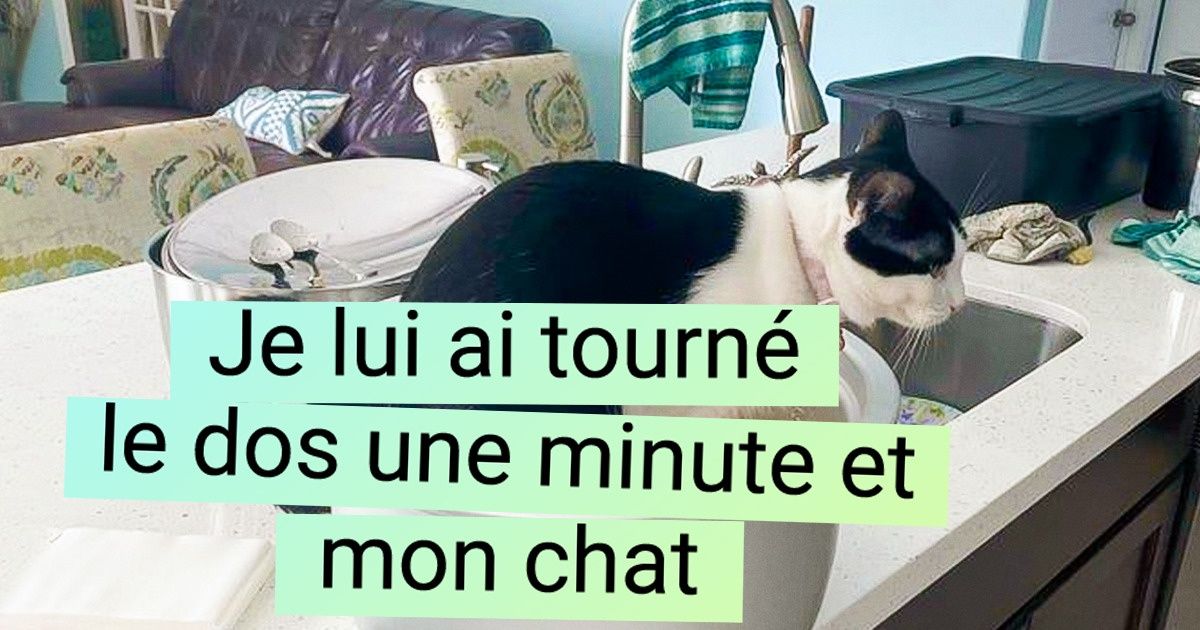 20 Chats qui n’ont plus aucun respect pour rien