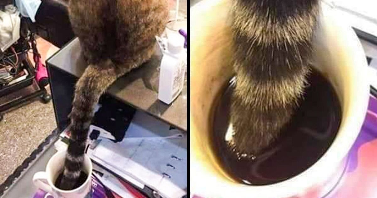 18 Moments qui prouvent que nos compagnons oublient parfois les bonnes manières