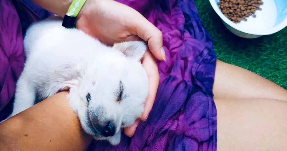 À Bali, cet hôtel est un véritable paradis pour les touristes et les chiots abandonnés À Bali, cet hôtel est un véritable paradis pour les touristes et les chiots abandonnés