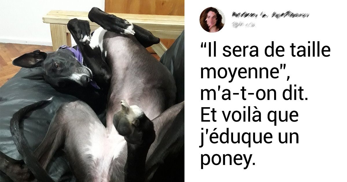 20 Internautes ont raconté avec humour comment on les avait trompés sur la race de leurs animaux 20 Internautes ont raconté avec humour comment on les avait trompés sur la race de leurs animaux